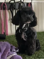 Oreo, a male Cockapoo for sale in Floresville, TX – 4 of 8