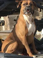 Boxer , a  Boxer for sale in Floresville, TX – 1 of 6