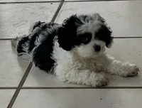 Oreo, a male Cockapoo for sale in Floresville, TX – 3 of 8