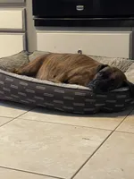 Boxer , a  Boxer for sale in Floresville, TX – 6 of 6