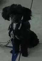 Oreo, a male Cockapoo for sale in Floresville, TX – 5 of 8