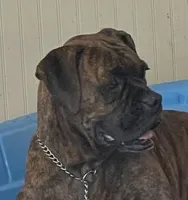 Powerhouse, a female Boxer for sale in Floresville, TX – 4 of 8