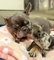 Granite, a male French Bulldog for sale in Graham, WA – 7 of 10