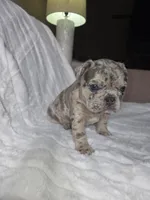 Tyson, a male French Bulldog for sale in Graham, WA – 7 of 9