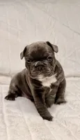 Lola, a female French Bulldog for sale in Graham, WA – 5 of 10