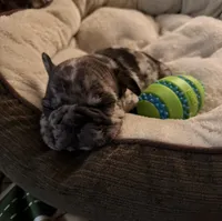 Granite, a male French Bulldog for sale in Graham, WA – 10 of 10