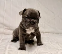 Lola, a female French Bulldog for sale in Graham, WA – 2 of 10
