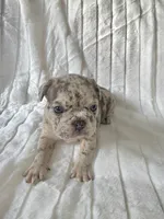Tyson, a male French Bulldog for sale in Graham, WA – 4 of 9