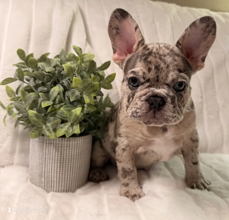 Tyson – French Bulldog puppy for sale in Graham, WA