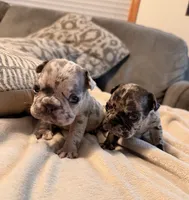 Gio, a male French Bulldog for sale in Graham, WA – 6 of 8