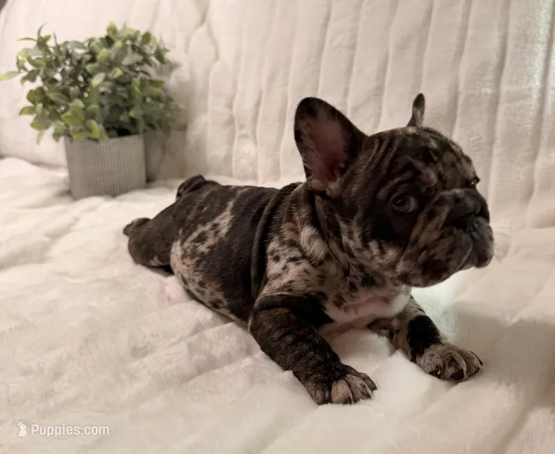 Granite – French Bulldog puppy for sale in Graham, WA