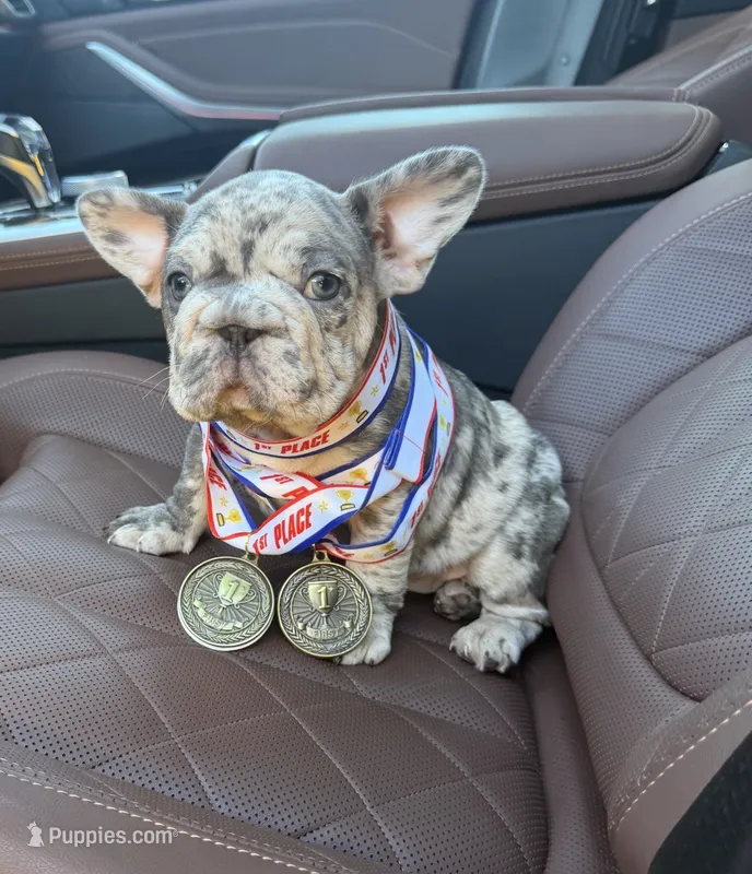 Gio – French Bulldog puppy for sale in Graham, WA