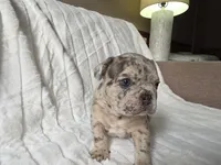 Tyson, a male French Bulldog for sale in Graham, WA – 9 of 9