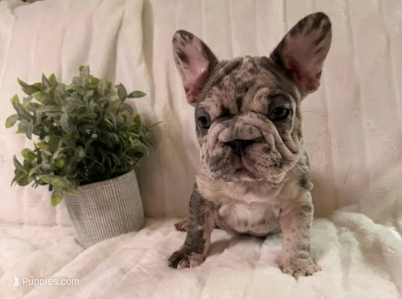 Gio – French Bulldog puppy for sale in Graham, WA