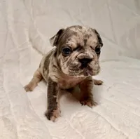 Gio, a male French Bulldog for sale in Graham, WA – 4 of 8