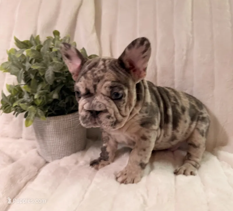 Gio – French Bulldog puppy for sale in Graham, WA