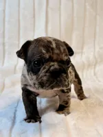 Granite, a male French Bulldog for sale in Graham, WA – 3 of 10
