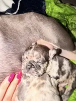 Granite, a male French Bulldog for sale in Graham, WA – 8 of 10