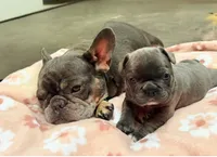 Lola, a female French Bulldog for sale in Graham, WA – 10 of 10