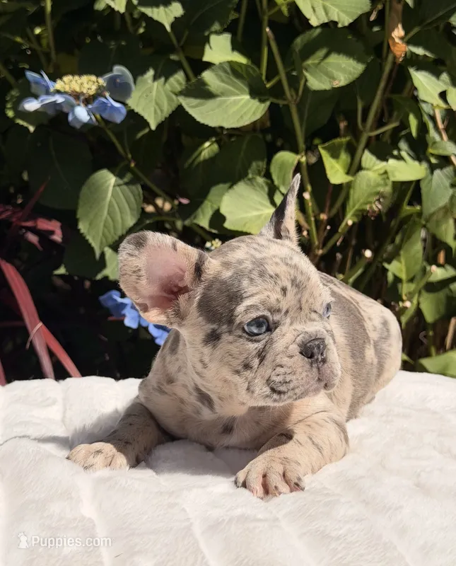 Tyson – French Bulldog puppy for sale in Graham, WA
