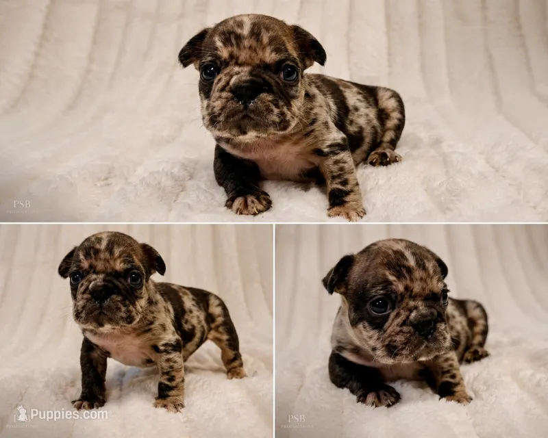 Granite – French Bulldog puppy for sale in Graham, WA