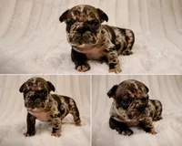 Granite, a male French Bulldog for sale in Graham, WA – 1 of 10
