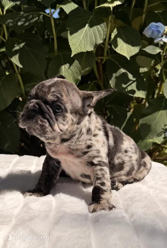 Granite – French Bulldog puppy for sale in Graham, WA