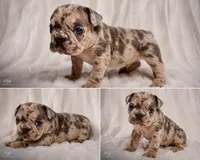 Gio, a male French Bulldog for sale in Graham, WA – 1 of 8
