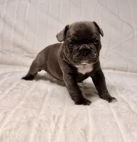 Lola, a female French Bulldog for sale in Graham, WA – 4 of 10