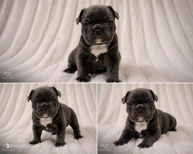 Lola – French Bulldog puppy for sale in Graham, WA