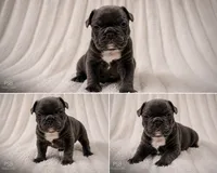 Lola, a female French Bulldog for sale in Graham, WA – 1 of 10