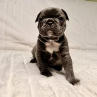 Lola, a female French Bulldog for sale in Graham, WA – 3 of 10