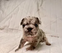 Gio, a male French Bulldog for sale in Graham, WA – 2 of 8