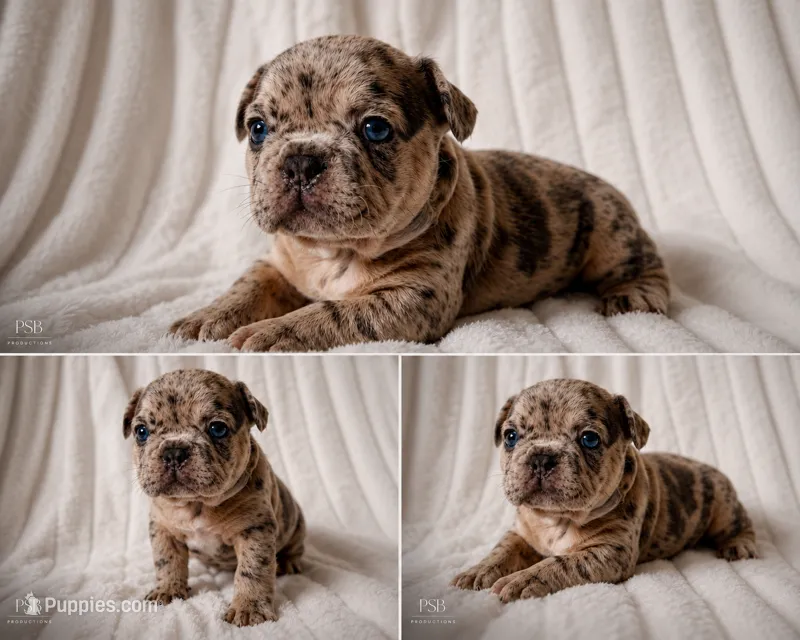 Tyson – French Bulldog puppy for sale in Graham, WA