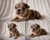 Tyson, a male French Bulldog for sale in Graham, WA – 1 of 9