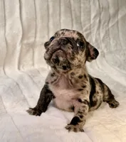 Granite, a male French Bulldog for sale in Graham, WA – 4 of 10