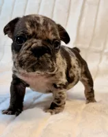 Granite, a male French Bulldog for sale in Graham, WA – 5 of 10