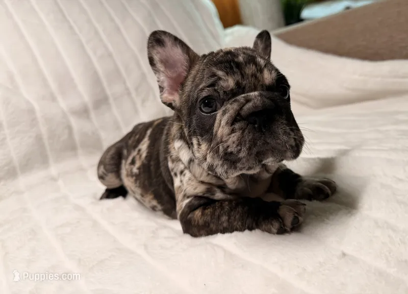 Granite – French Bulldog puppy for sale in Graham, WA