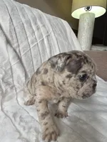 Tyson, a male French Bulldog for sale in Graham, WA – 6 of 9