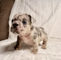 Gio, a male French Bulldog for sale in Graham, WA – 5 of 8