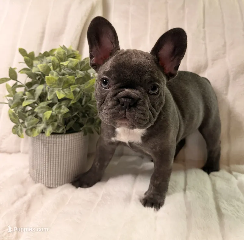 Lola – French Bulldog puppy for sale in Graham, WA