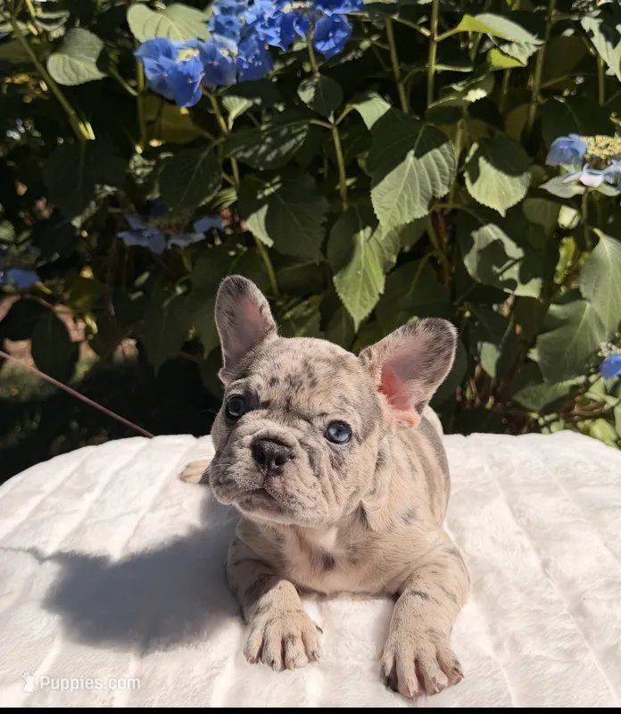 Tyson – French Bulldog puppy for sale in Graham, WA