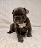 Lola, a female French Bulldog for sale in Graham, WA – 8 of 10