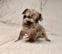 Gio, a male French Bulldog for sale in Graham, WA – 3 of 8