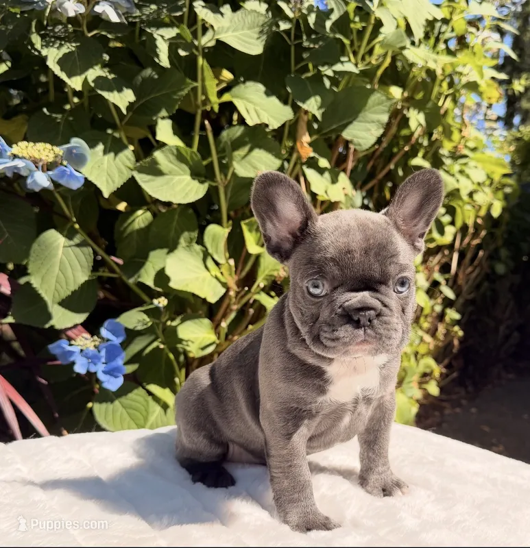 Lola – French Bulldog puppy for sale in Graham, WA