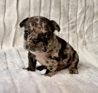 Granite, a male French Bulldog for sale in Graham, WA – 2 of 10
