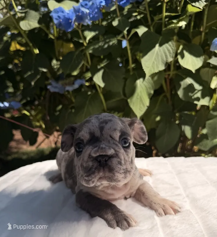 Gio – French Bulldog puppy for sale in Graham, WA