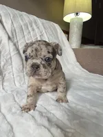 Tyson, a male French Bulldog for sale in Graham, WA – 3 of 9
