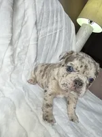 Tyson, a male French Bulldog for sale in Graham, WA – 2 of 9