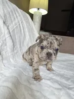 Tyson, a male French Bulldog for sale in Graham, WA – 8 of 9